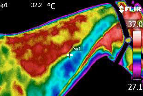 Veterinary Thermography